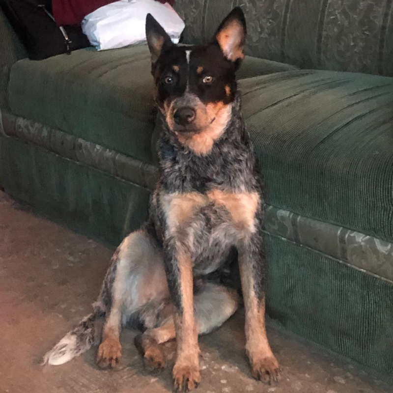 Rambo